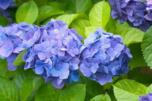 梅雨の季節に咲く青い紫陽花 梅雨の季節に咲く青い紫陽花の写真