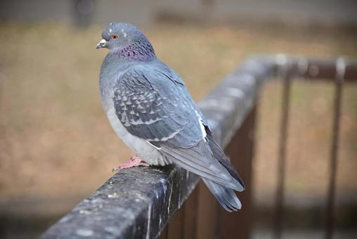 公園の野鳥 公園の野鳥の写真