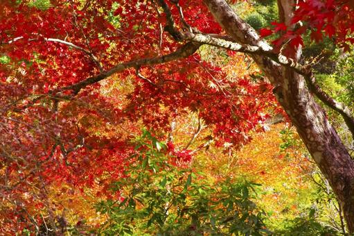 美しい紅葉のグラデーション 美しい紅葉のグラデーションの写真