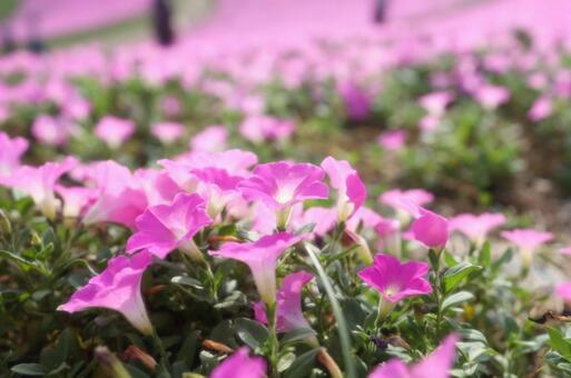 芝桜 芝桜,桜,季節の写真素材