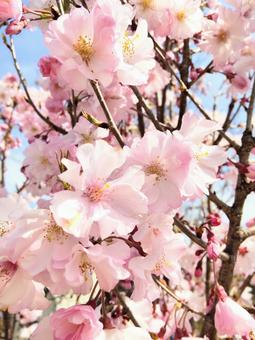 桜 桜 桜,さくら,サクラの写真素材