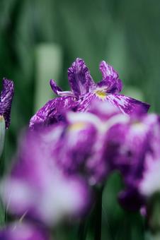 Iris, JPG