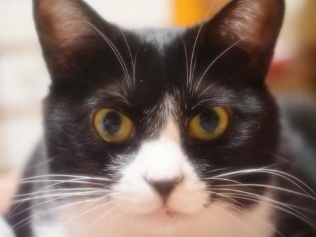 見つめる猫 見つめる猫の写真
