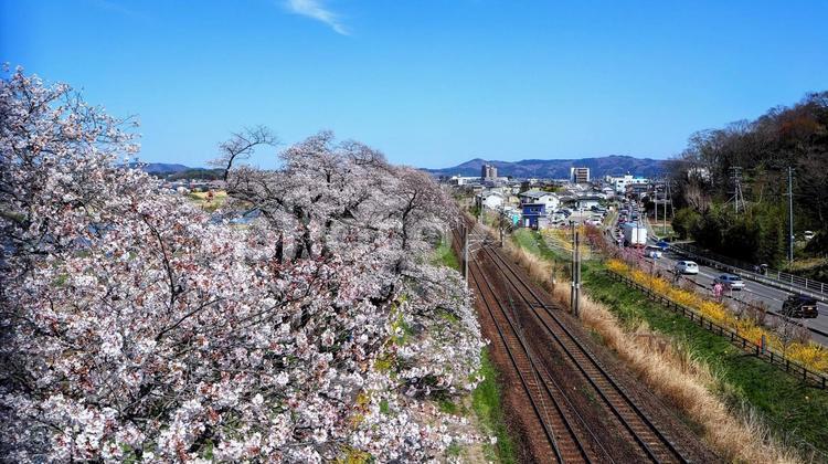 春の一目千本桜＆東北本線の鉄道（宮城県） 春,桜,白石川堤の写真素材