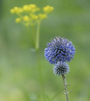 ヒゴタイの花 ヒゴタイの花の写真