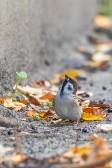 スズメの若鳥(29) 鳥,スズメ,若鳥の写真素材