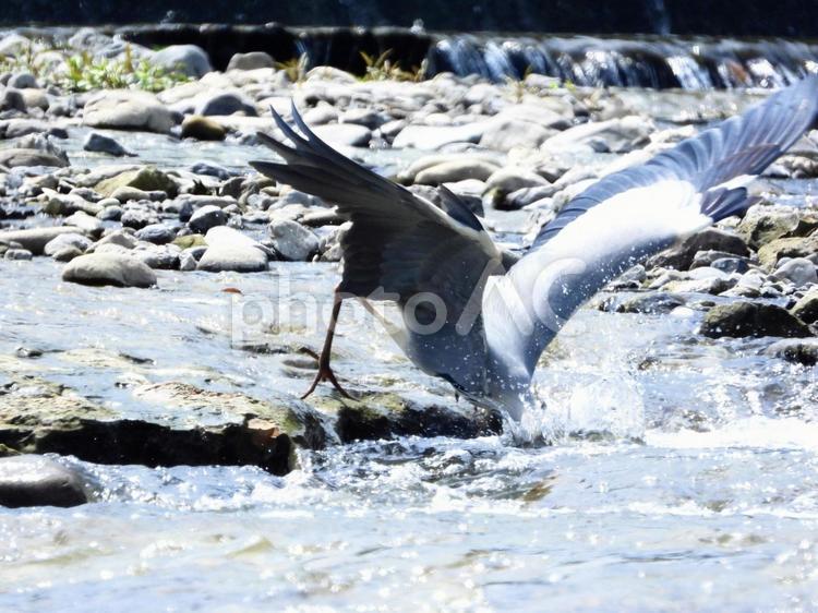 魚を獲る瞬間のアオサギ 鳥,野鳥,アオサギの写真素材