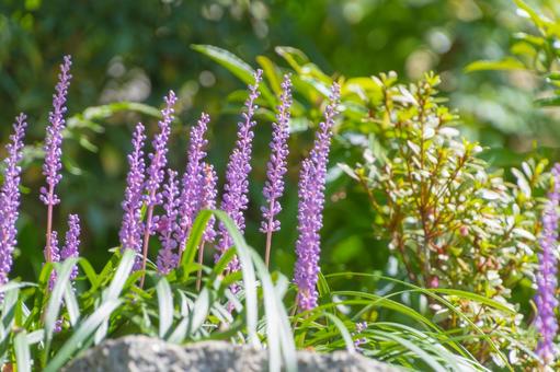 夏の庭に咲くヤブランの紫の花 夏の庭に咲くヤブランの紫の花の写真