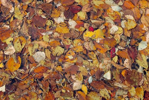 水に落ちた紅葉 の写真