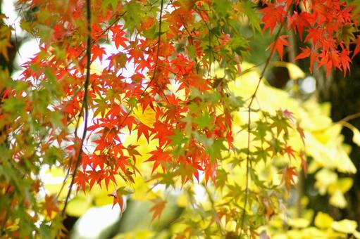 紅葉-417 紅葉-417の写真