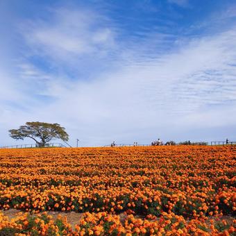 マリーゴールドの丘 マリーゴールドの丘,マリーゴールド,丘の写真素材