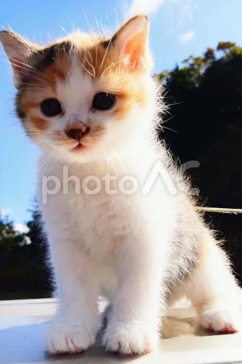 日差しの中の猫 猫,空,三毛猫の写真素材