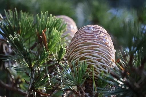 緑の葉と茶色の実のヒマラヤスギの木の枝 緑,葉,茶色の写真素材
