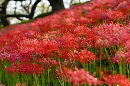 曼珠沙華 曼珠沙華の写真