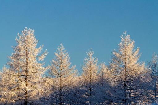 霧氷と青空、朝焼けの光 霧氷と青空、朝焼けの光 霧氷,樹氷,冬の写真素材