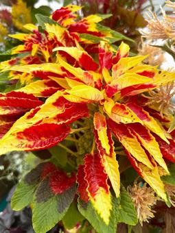 ハゲイトウの写真