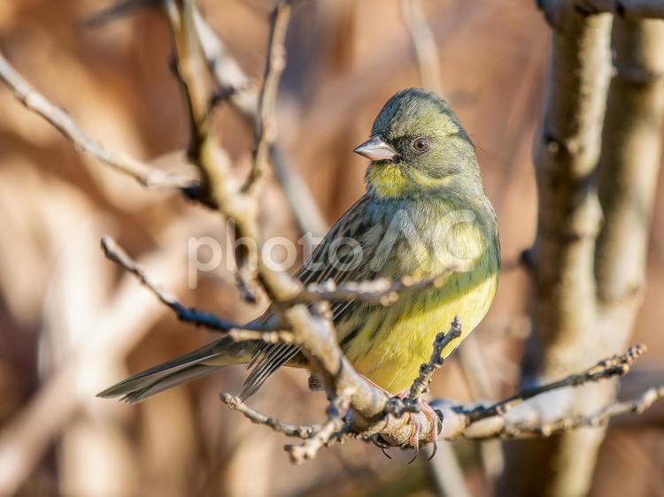 枝にとまるアオジ アオジ,野鳥,鳥の写真素材