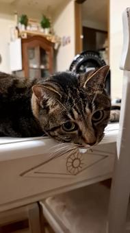 猫　見ないでの写真