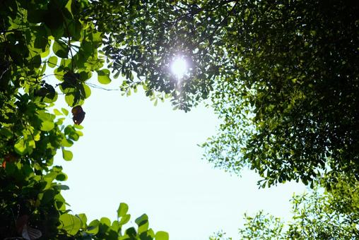 木漏れ陽の射す場所 木漏れ陽の射す場所 森林,木漏れ日,自然の写真素材