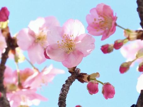 河津桜 河津桜の写真