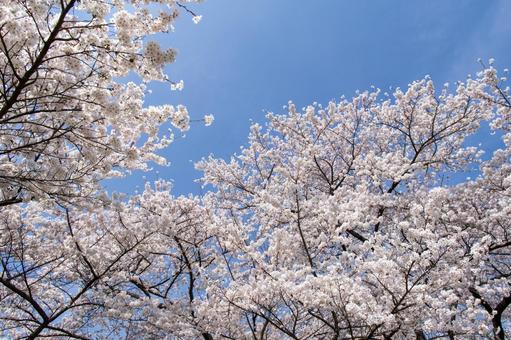 満開の桜 満開の桜 桜,木々,青空の写真素材