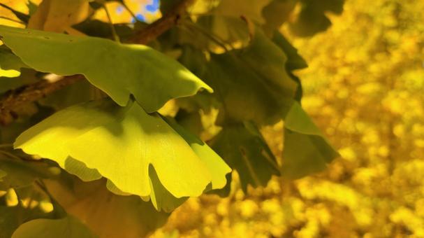 Signs of autumn Ginkgo 010 in November, gingko, gingko, gingko, JPG