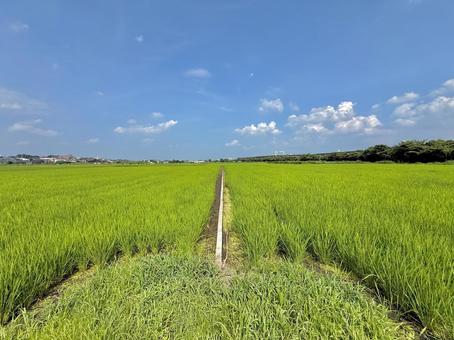 田園風景 田園風景の写真