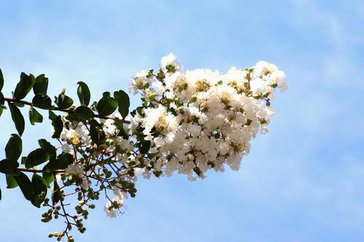 白いサルスベリの花 白いサルスベリの花の写真