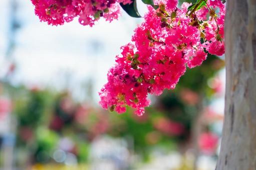 夏の草花 百日紅3 夏の草花 百日紅3 百日紅,夏,草花の写真素材