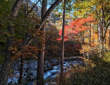 2025　せせらぎ街道① 秋,紅葉,山の写真素材
