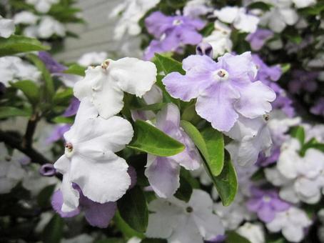 ニオイバンマツリ・匂蕃茉莉 ニオイバンマツリ・匂蕃茉莉の写真