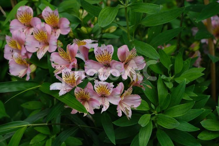 アルストロメリアの花たち アルストロメリア,ユリズイセン,花の写真素材
