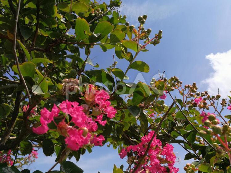 木と花と空 花,満開,風景植物の写真素材