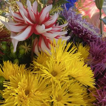フラワーアレンジ フラワーアレンジ 花,自然,カラフルの写真素材
