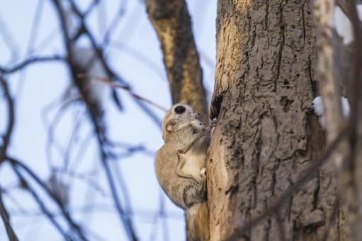 樹洞を目指すエゾモモンガ エゾモモンガ,北海道,冬の写真素材