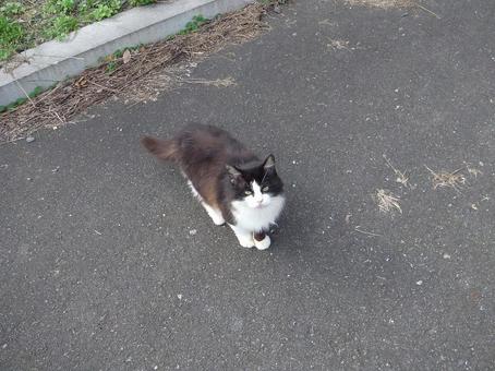 田代島の女王猫? 田代島の女王猫?の写真