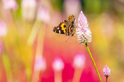 アカタテハ(38) アカタテハ(38)の写真