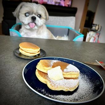 パンケーキと愛犬 パンケーキと愛犬の写真