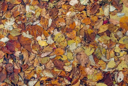 水に落ちた紅葉 の写真