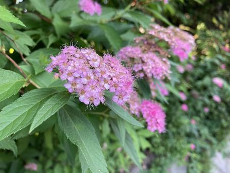 ピンク色の小さな花が可愛いシモツケ ピンク色の小さな花が可愛いシモツケの写真