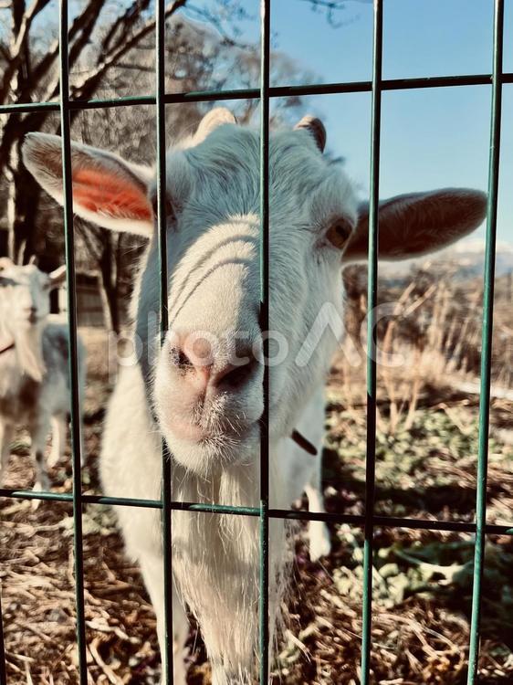 草を食べるヤギ 動物,家畜,哺乳類の写真素材