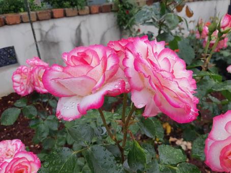 ピンクのバラ01 ピンクのバラ01 バラ,薔薇,植物の写真素材