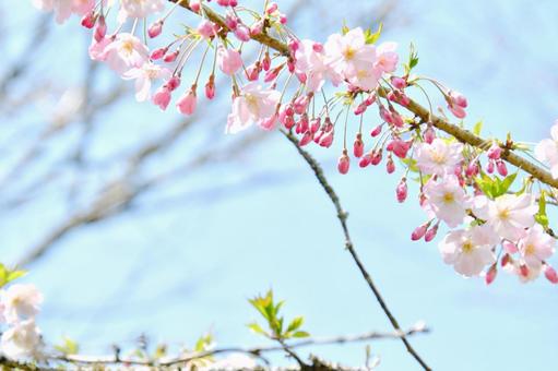 薄紅色の半八重桜 思川 薄紅色の半八重桜 思川 思川,桜,花の写真素材