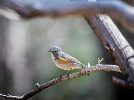 枝にとまるルリビタキ ルリビタキ,野鳥,鳥の写真素材