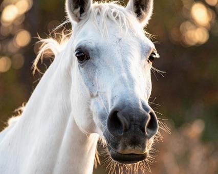 白い馬の写真