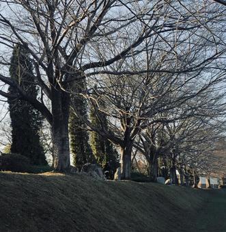 冬の木と公園 冬,木,街路樹の写真素材