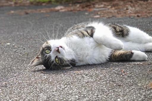 寝転ぶキジシロ猫 保護猫,猫,ニャンコの写真素材