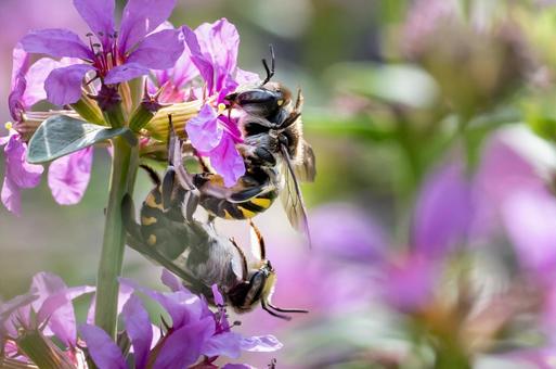 トモンハナバチ トモンハナバチ トモンハナバチ,ハチ,昆虫の写真素材