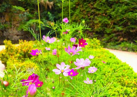 庭園の中のコスモス 庭園の中のコスモス コスモス,季節の花,花の写真素材