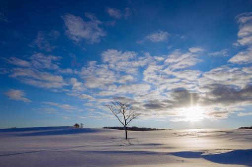 朝日が昇る広大な雪原と静かな一本の木 一本木,雪原,丘の写真素材